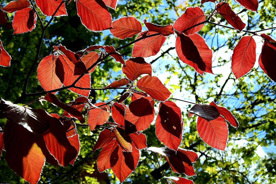 foliage, light, tree, forest, red, leaf, low angle view, plant part HD wallpaper