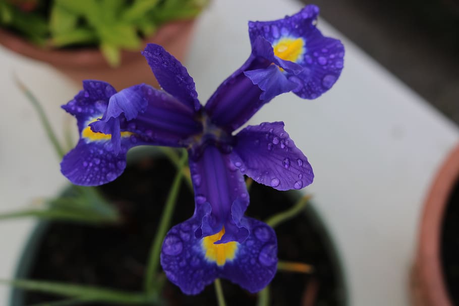 flower, blue, drops, flowering plant, petal, purple, vulnerability HD wallpaper