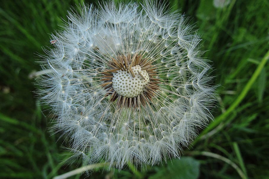 flower, nature, meadow, plant, flowering plant, fragility, dandelion HD wallpaper