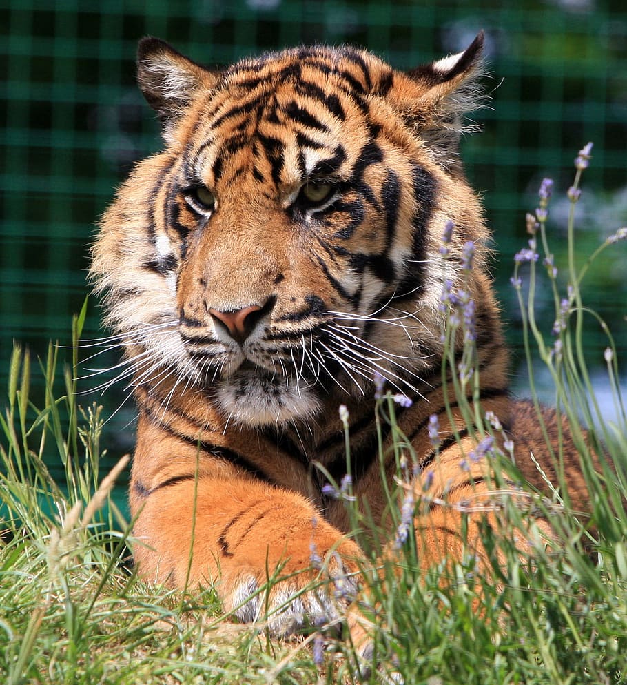 Sumatran Tiger, Tiger, Cub, tiger cub, cute, young portrait HD wallpaper