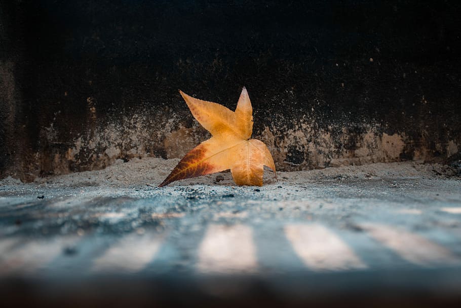 shallow focus photography of dried maple leaf, orange leaf on ground HD wallpaper