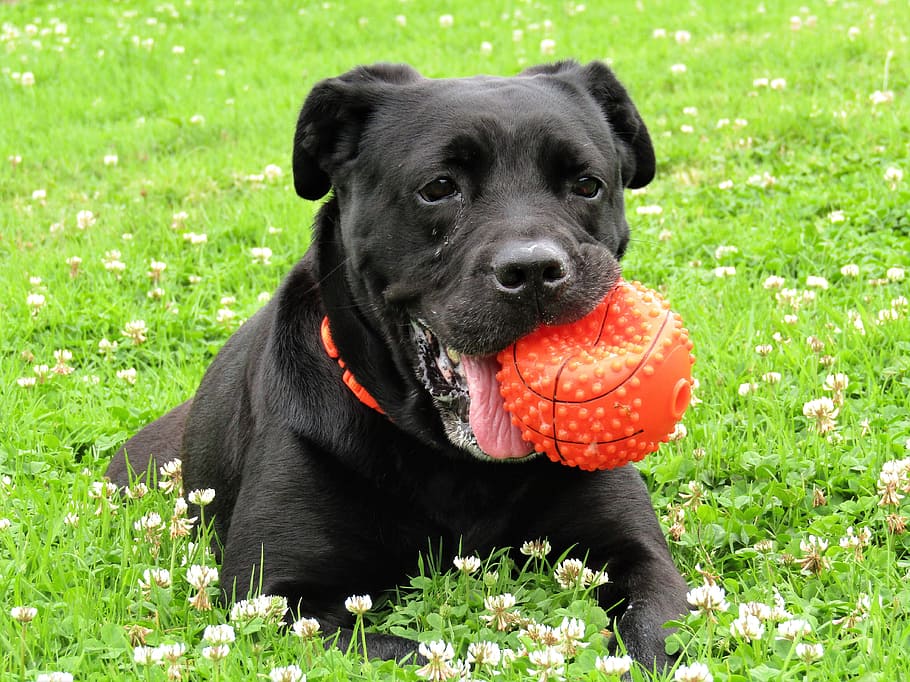 dog, black, white, cute, animal, dog portrait, berger, domestic animal HD wallpaper