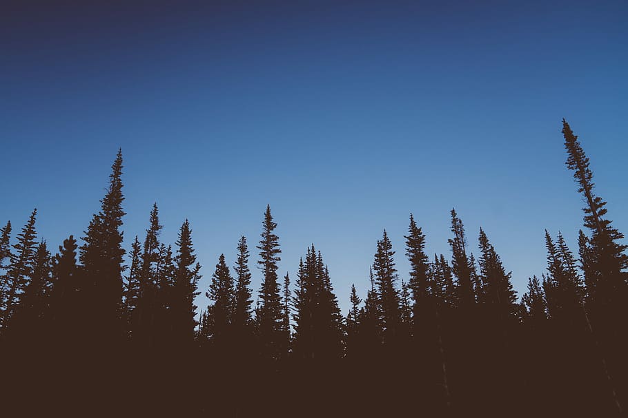 trees under blue sky during daytime, silhouette of trees, pine HD wallpaper