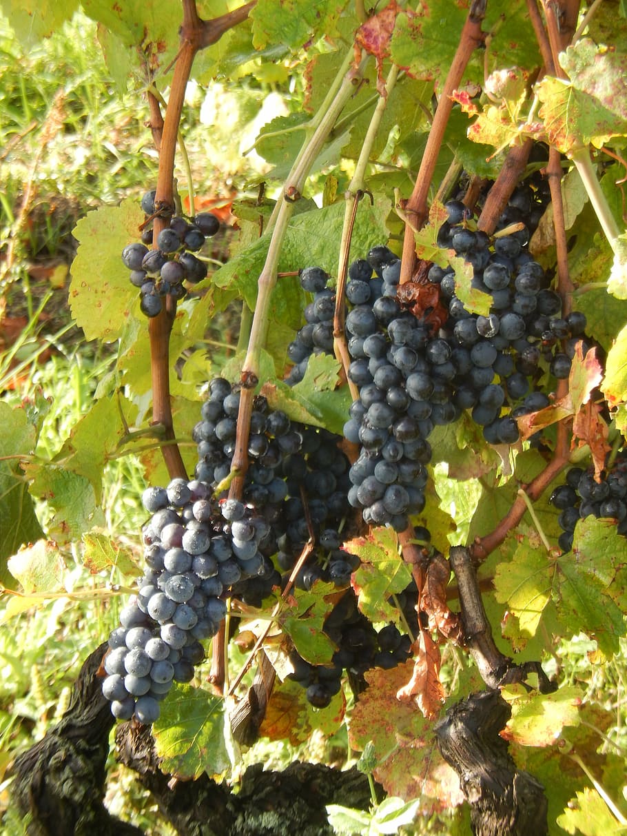 vine, grapes, nature, food and drink, growth, healthy eating HD wallpaper