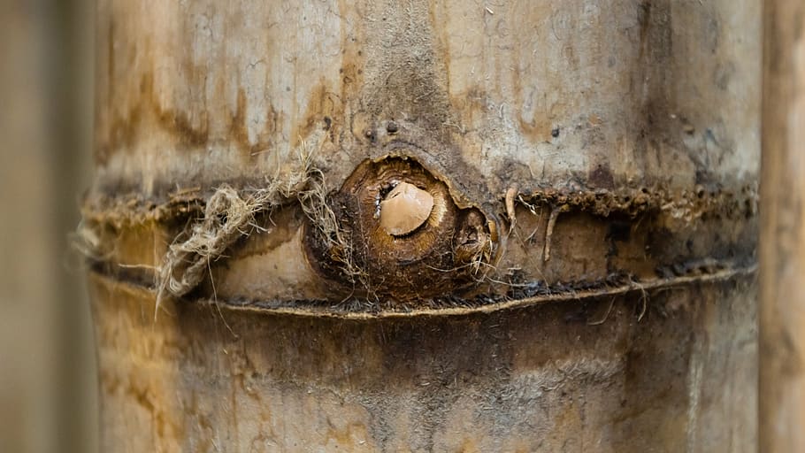 bamboo, construction, wood, building material, closeup, timber HD wallpaper