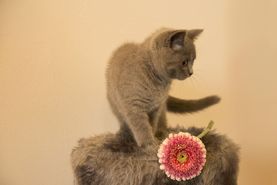 cat, cats, pet, kitten, mammal, domestic, one animal, domestic cat HD wallpaper