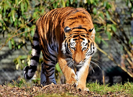 tiger walking near green plant, cat, predator, wildcat, big cat HD wallpaper