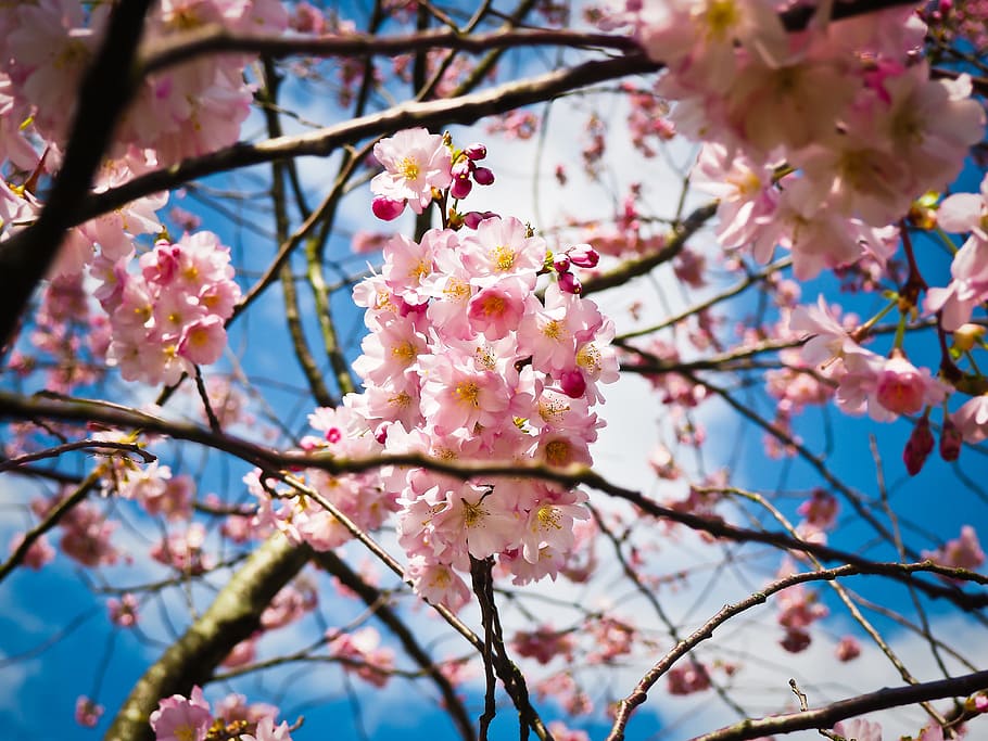 tilt-shift lens photo of pink petaled flowers, Cherry Blossoms HD wallpaper