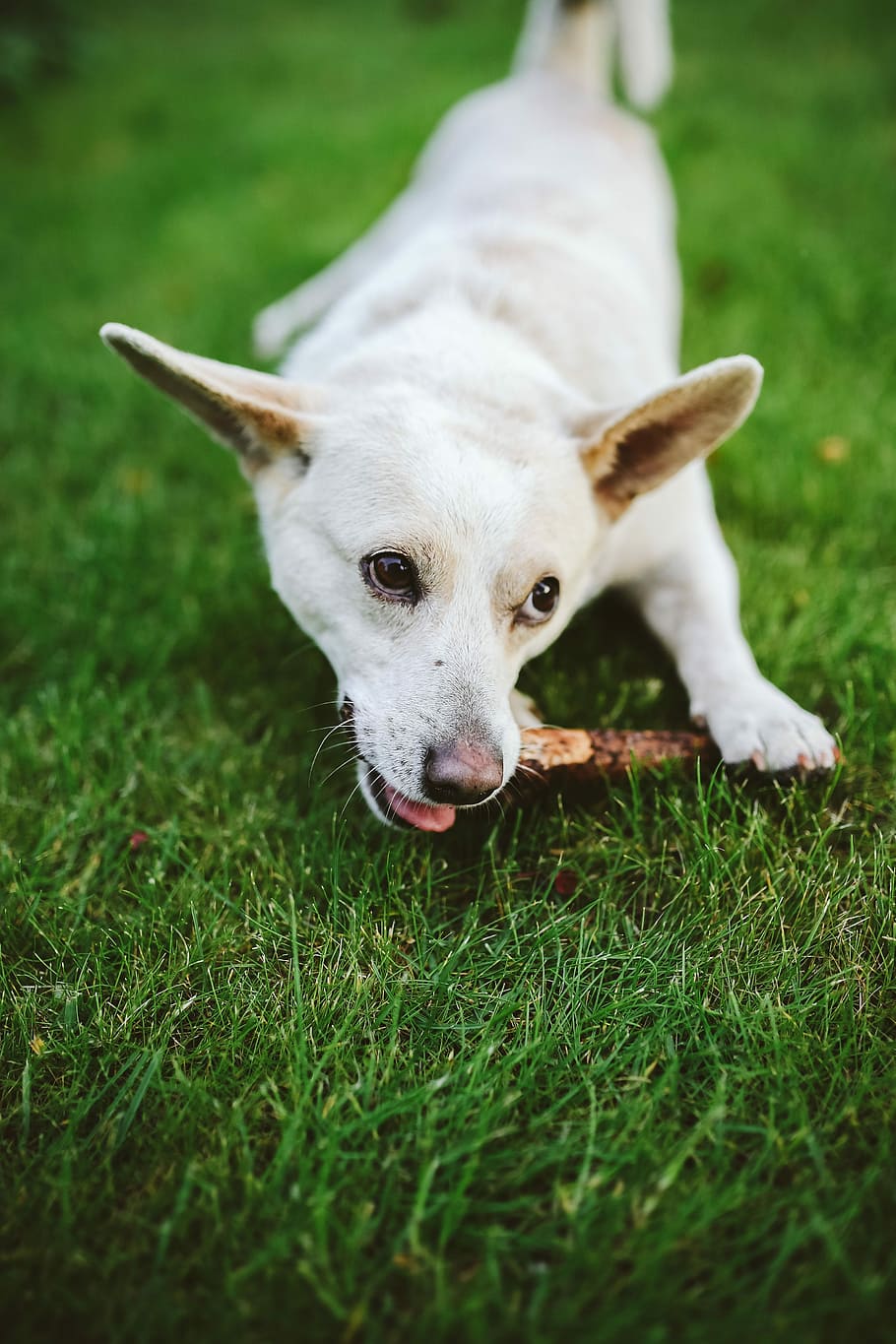 Dog playing with stick, pet, animal, fun, happy, white dog, pets, HD wallpaper