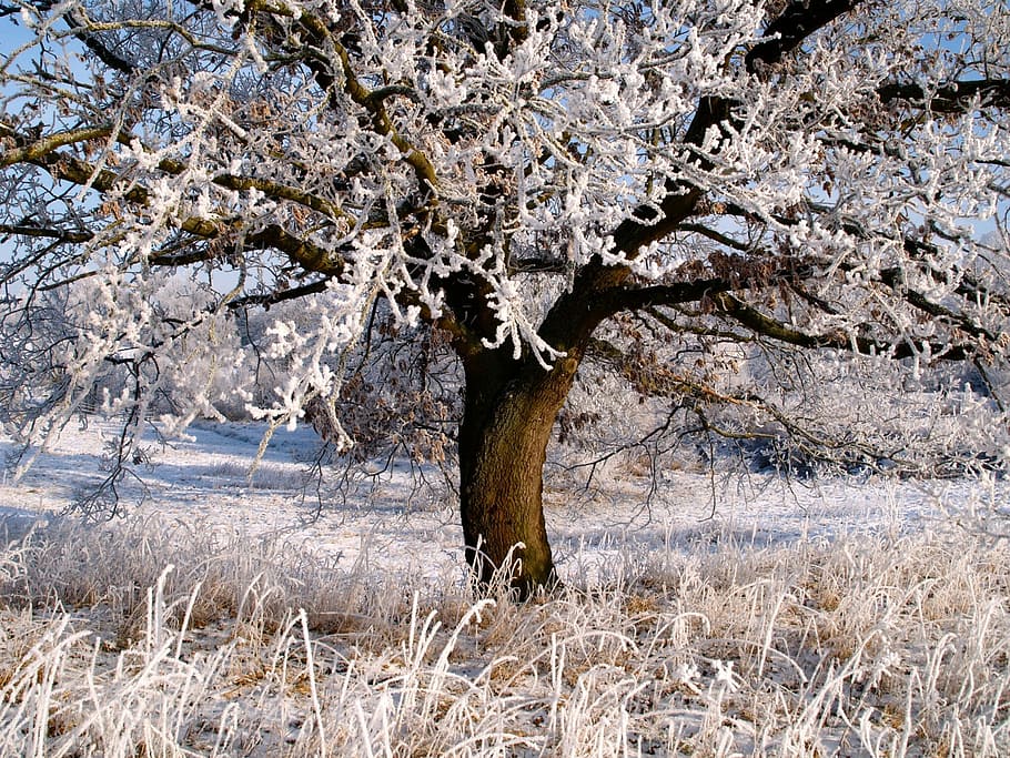 withered tree on grass field, winter, ice, frost, ripe, sugar HD wallpaper