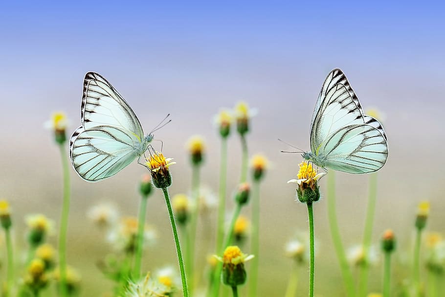 macro photography of two white butterflies perched on yellow petaled flower, HD wallpaper
