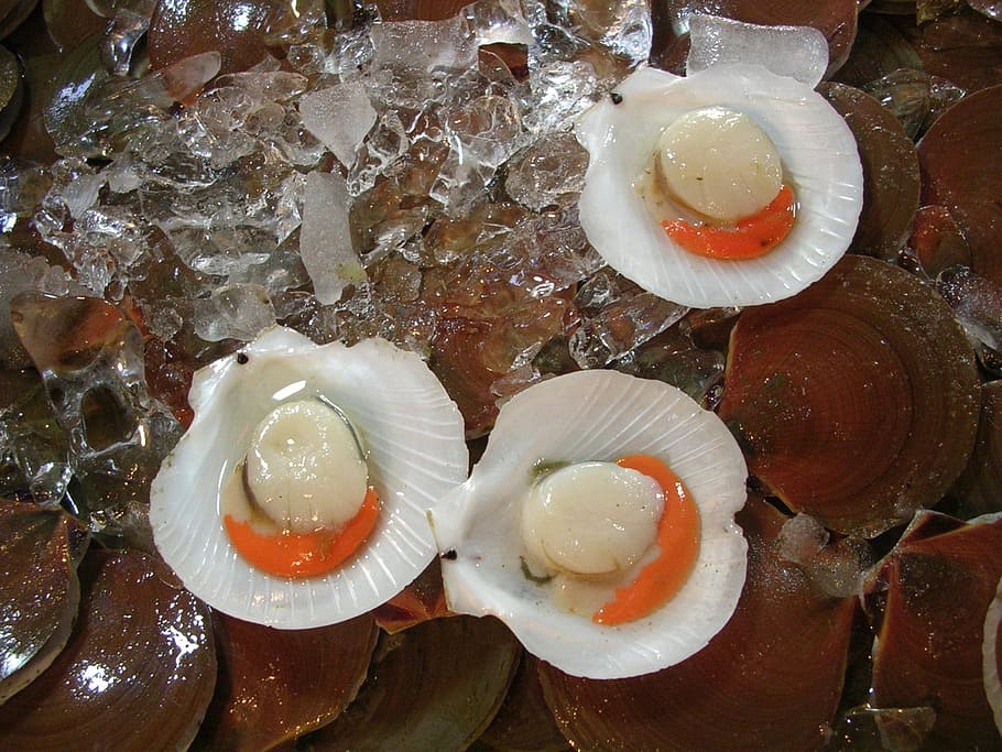 Shellfish, Ice, Fresh, Seafood, Raw, gourmet, healthy, cold HD wallpaper