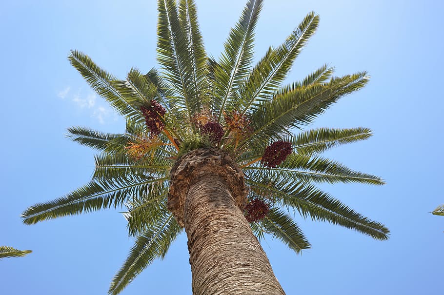 palm, palm fruit, exotic, palm tree, low angle view, tropical climate HD wallpaper
