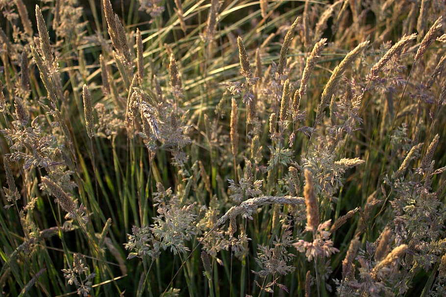 Grasses, Nature, Meadow, no people, plant, day, outdoors, flower HD wallpaper