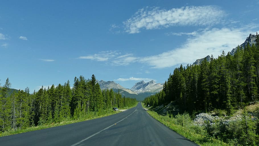 gray concrete roadway between green pine trees, icefield parkway, HD wallpaper