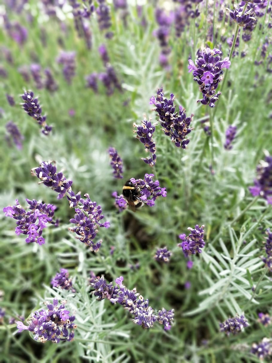 bumble, bee, flower, insect, nature, bumblebee, garden, plant HD wallpaper