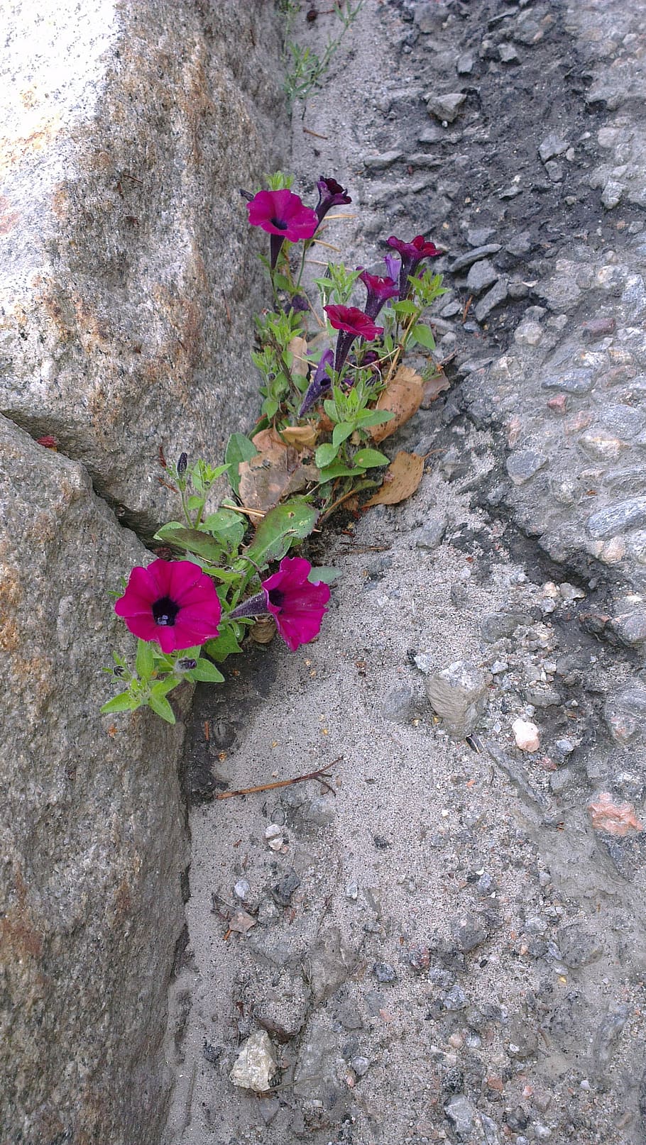 force, sidewalk, flower, rocks, stones, wall, wild flower, flowering plant HD wallpaper