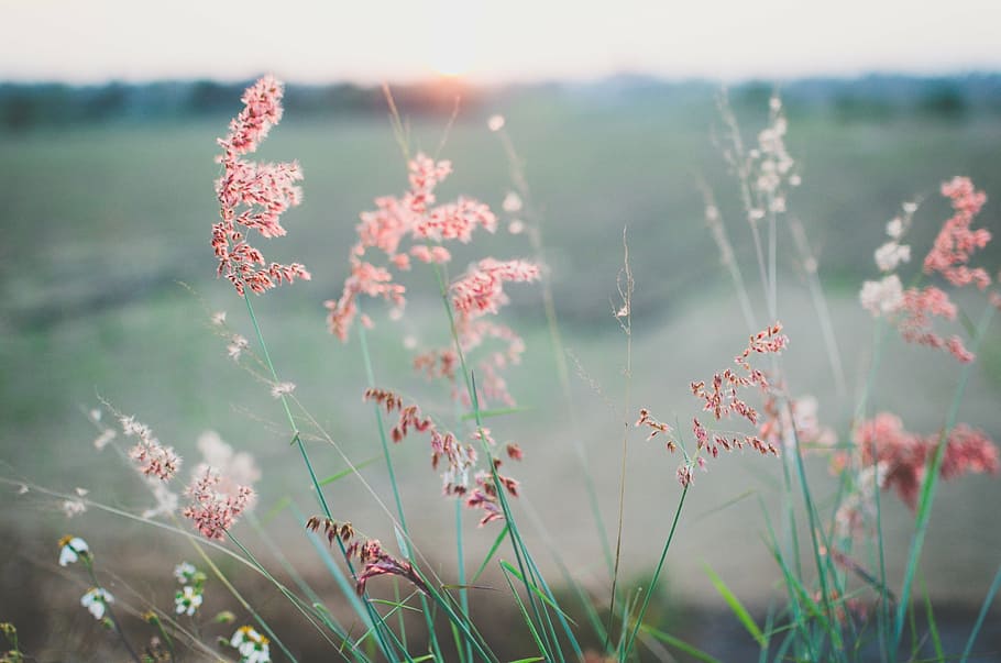 pink dandelion flowers, field, summer, spring, plant, grass HD wallpaper
