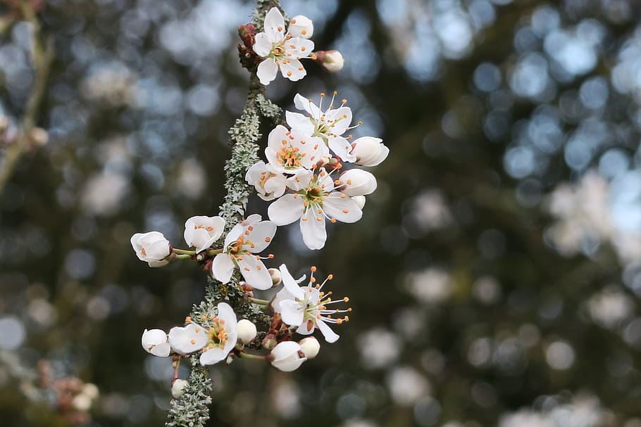 flowering tree, spring, nature, flowering plant, fragility HD wallpaper