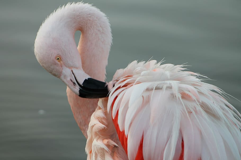 closeup photo of flamingo, phoenicopterus chilensis, the chilean flamingo, HD wallpaper