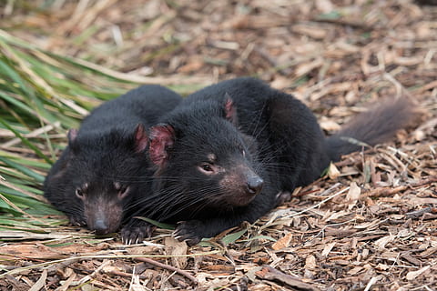 tasmanian devil, tassie devil, marsupial, endangered, wildlife HD wallpaper