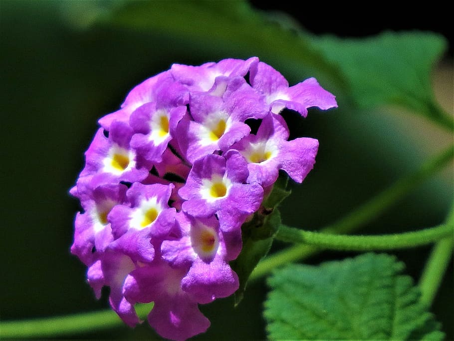 Flowers, Purple, White, tiny, green, garden, nature, plant HD wallpaper
