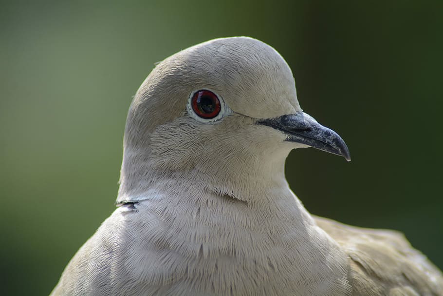 dove, collared, portrait, bird, nature, animal wildlife, animals in the wild HD wallpaper