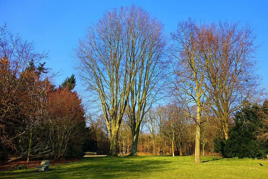photo of green and brown trees under clear blue sky, park, landscape HD wallpaper