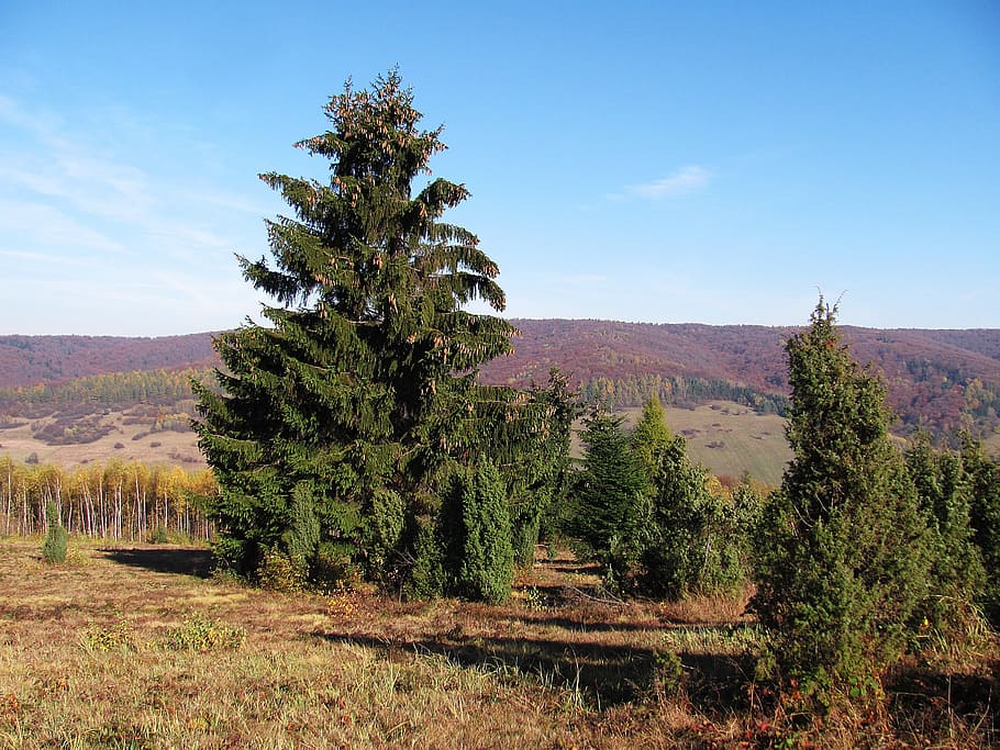 forest, landscape, tree, nature, autumn, konary, spacer, foliage HD wallpaper