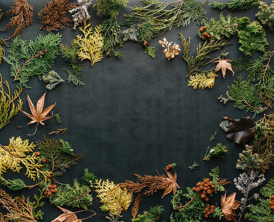 assorted leaves on black textile, assorted-leaves on top of black textile HD wallpaper