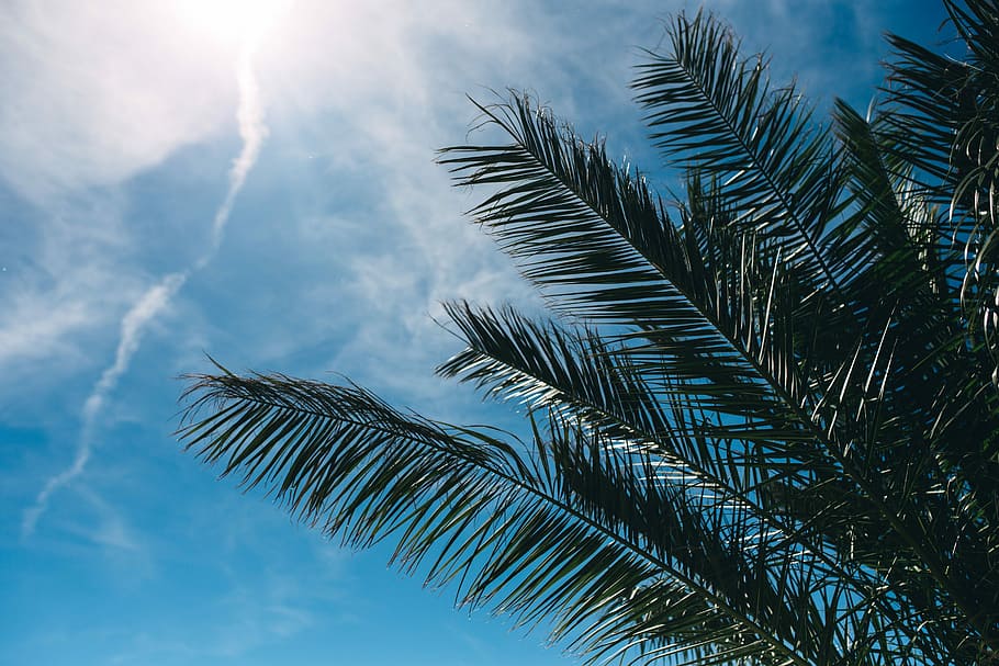 Green palm tree, summer, nature, sky, leaf, leaves, outdoors HD wallpaper