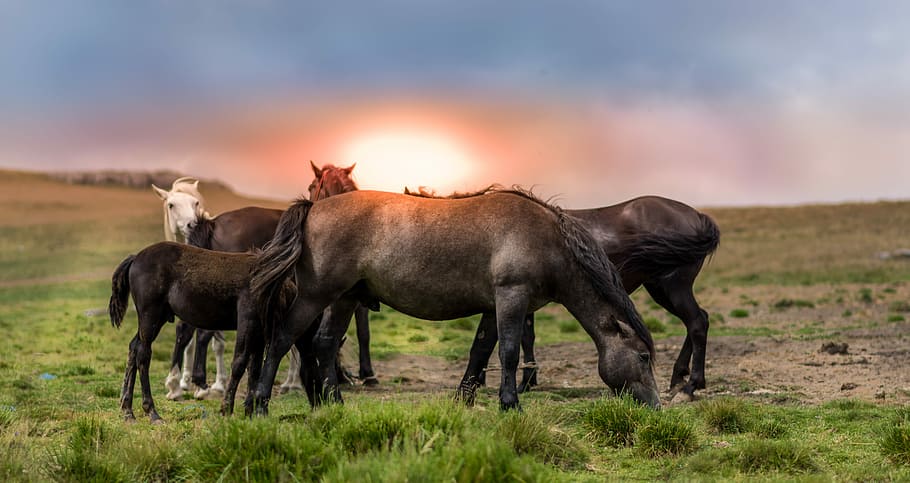 five black and white horses on green grass open field, black horses on grass field during sunset