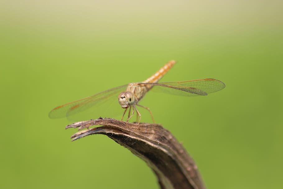 hopper, big hopper, nature, animal, insect, green, wildlife, HD wallpaper