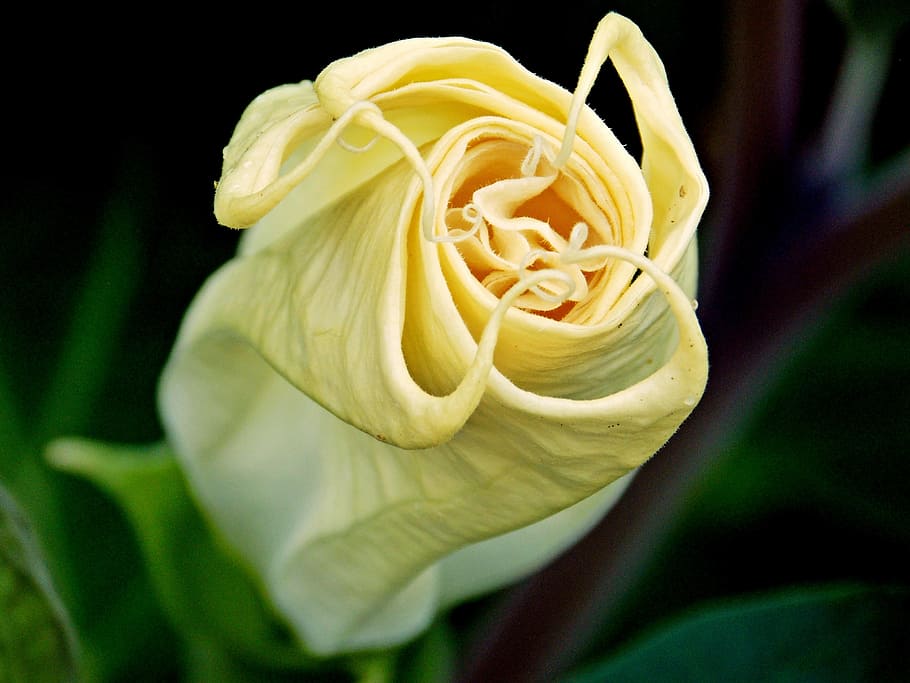 flower, yellow, white, plant, nature, petals, bud, flowering plant HD wallpaper