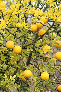 lemon, citron, with lemon, fruit, nature, wood, garden, organic HD wallpaper