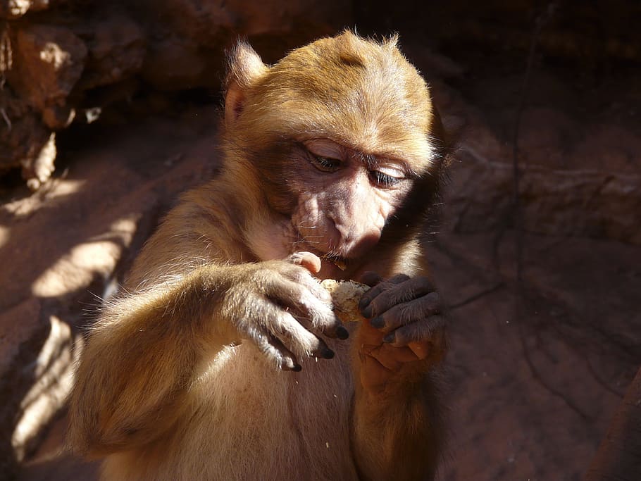 monkey, morocco, food, primate, mammal, animal wildlife, animals in the wild HD wallpaper