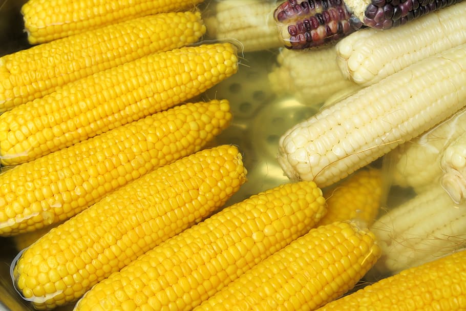 corn, vegetable, food and drink, yellow, healthy eating, freshness HD wallpaper
