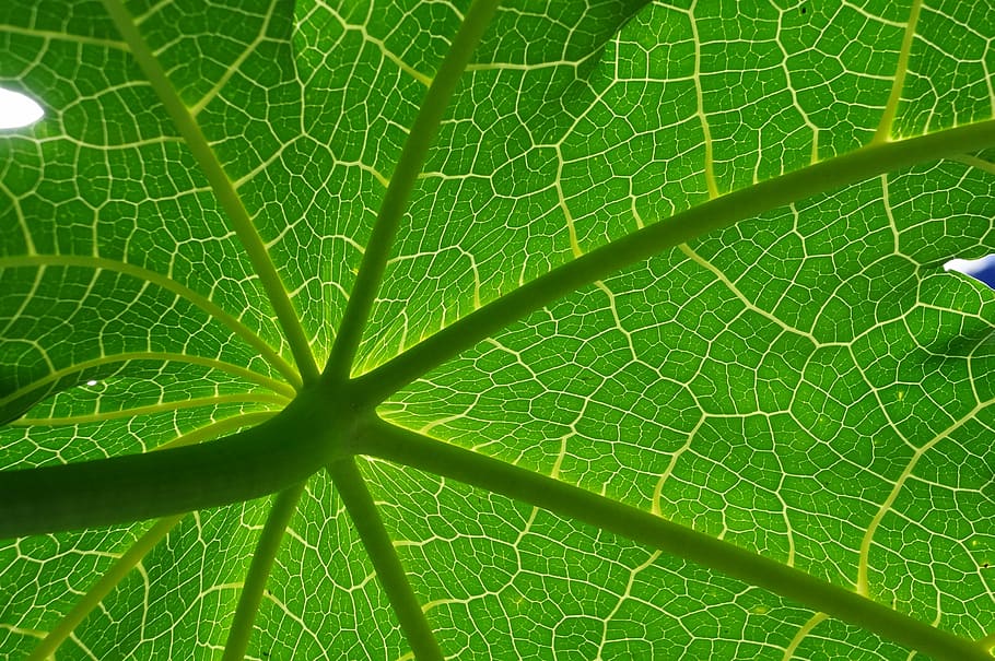 macro photography of green plant, green leaf, nature, texture HD wallpaper