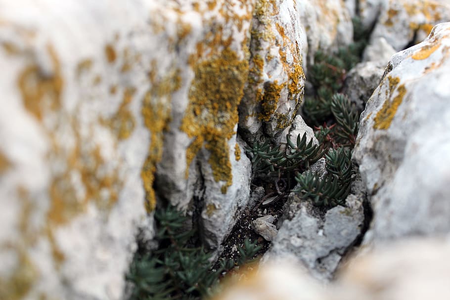 Stone, Macro, Mini, Plant, Lichen, Nature, mini plant, close HD wallpaper