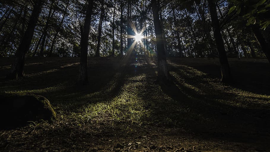 sun rays on forest during daytime, forest trees at daytime, shine on HD wallpaper