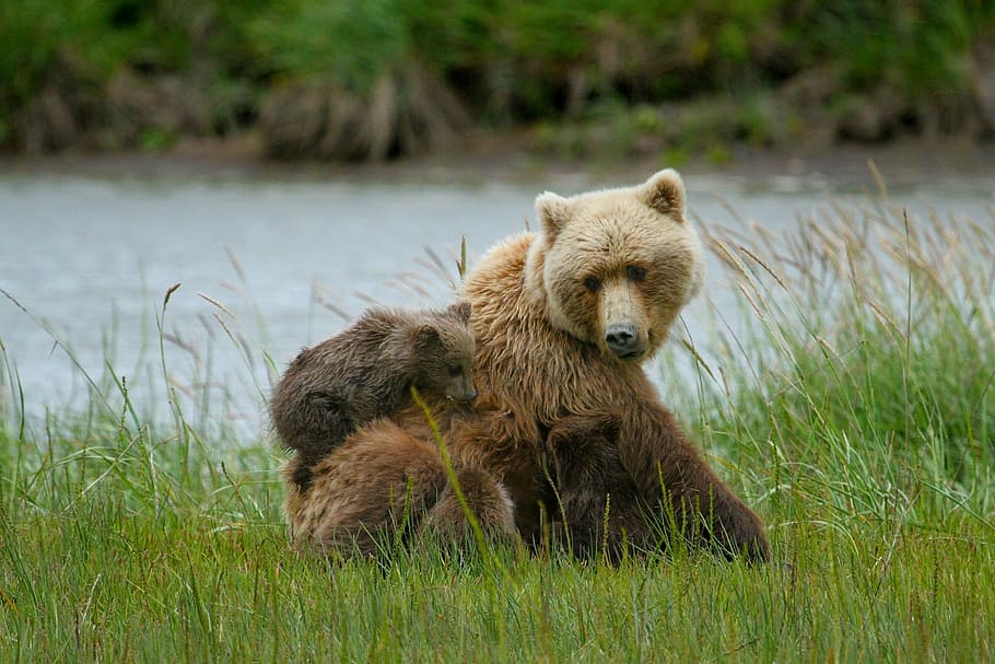 grizzly bear with cub sitting near body of water, bears, adult