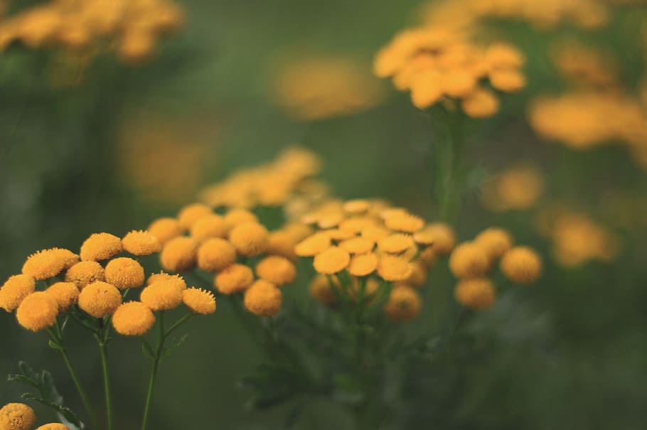 Selective-focus Photography of Yellow Flowers, beautiful, bloom HD wallpaper