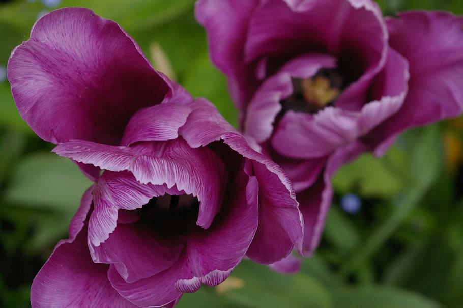 tulip, tulips, spring, bloom, blossom, flower, purple, violet HD wallpaper