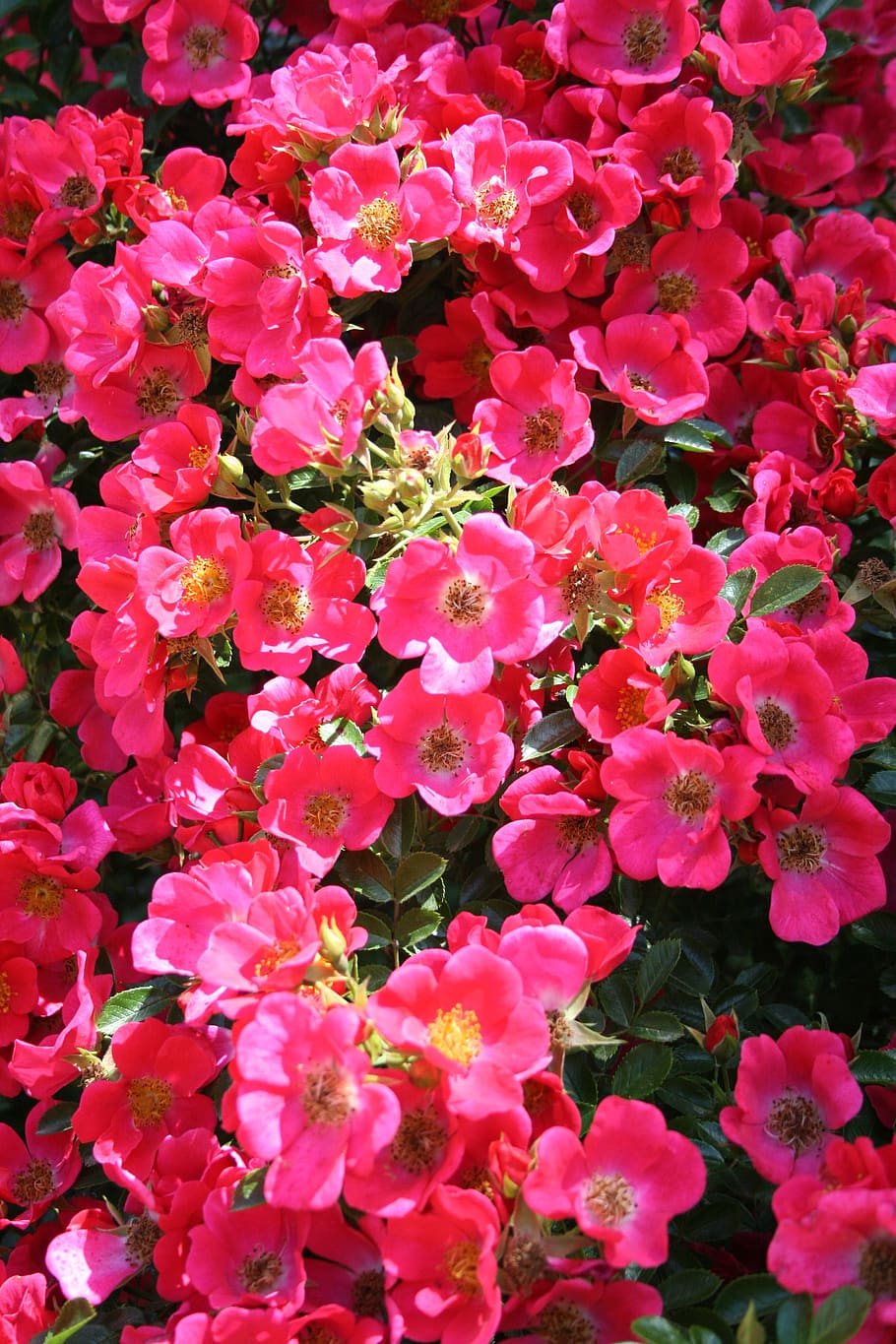 red, pink, flowers, spring, bloom, flowering plant, beauty in nature HD wallpaper