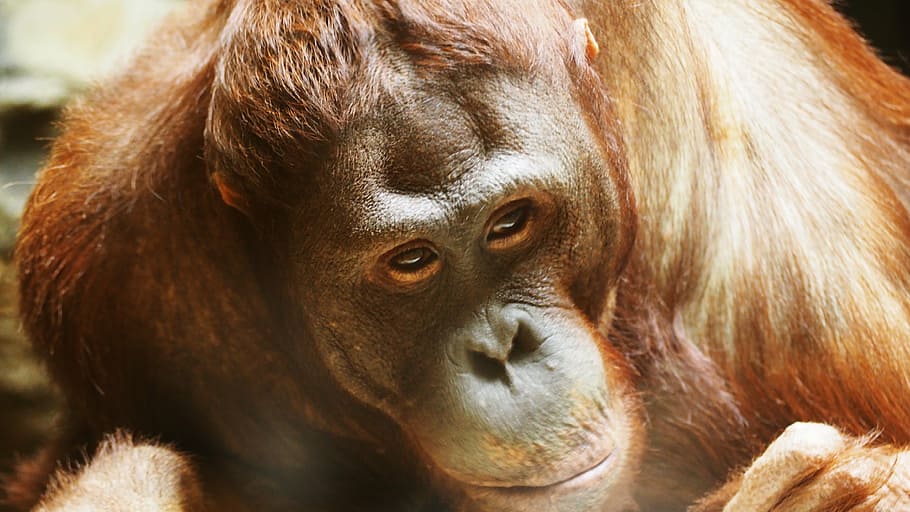 orangutan, monkey, ape, primate, wildlife, animal, nature, forest, HD wallpaper