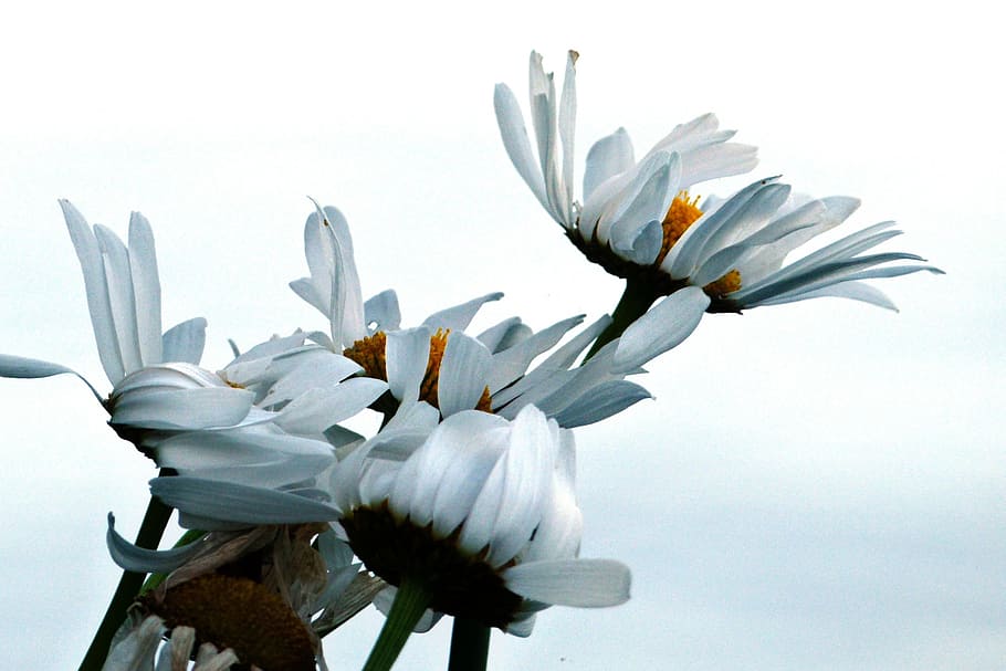 white flowers shallow focus photography during daytime, daisy HD wallpaper