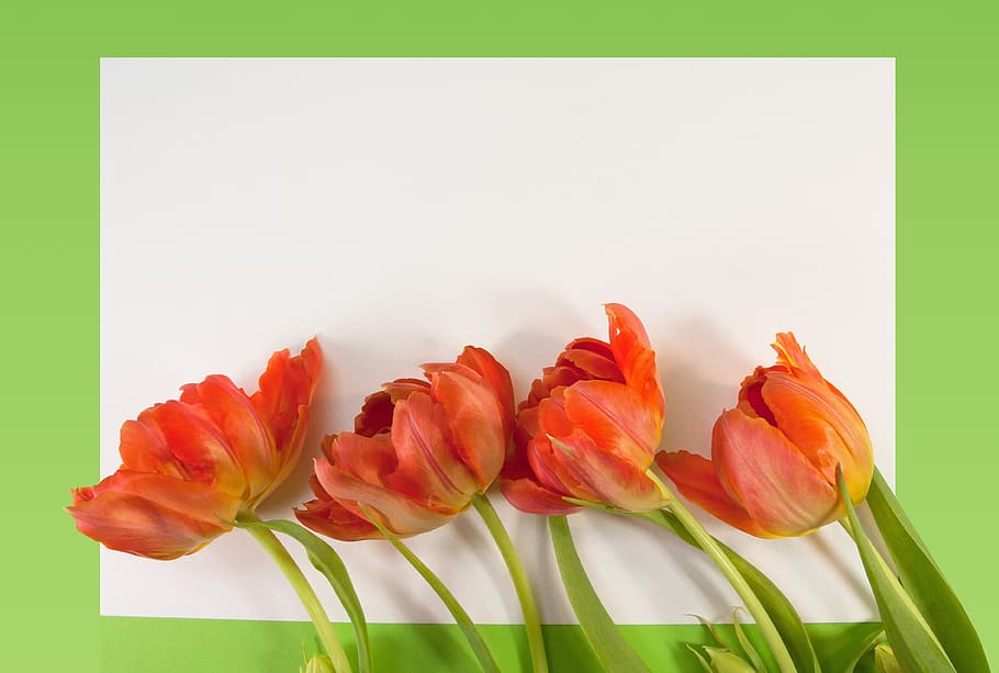orange rose flowers on printer paper, tulips, spring, text box HD wallpaper