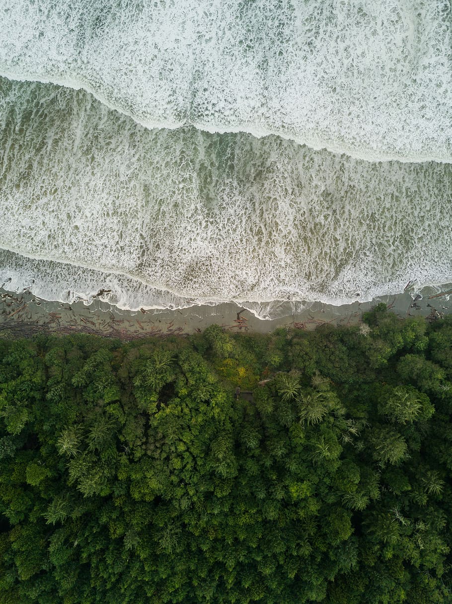 aerial photo of sea water and green forset, aerial photography of trees near body of water HD wallpaper