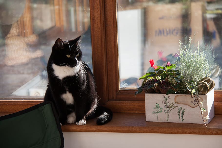 Cat, Window Sill, Home, home sweet home, pets, domestic cat HD wallpaper