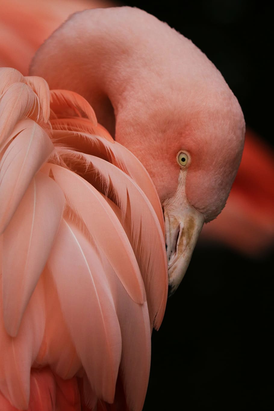 pink flamingo, bird, nature, zoo, feathers, pink color, one animal
